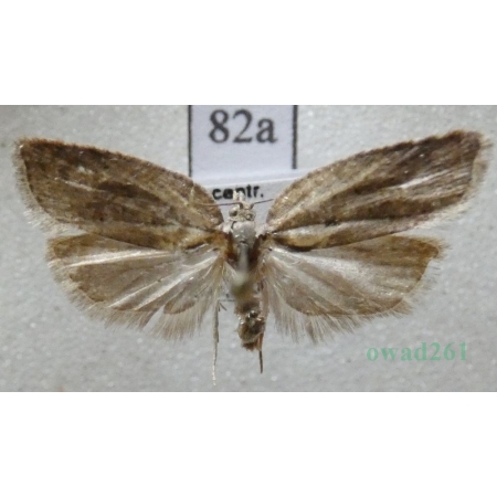 Acleris sparsana (Denis & Schiffermüller, 1775) Czech82a